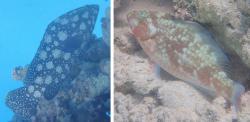 Summana grouper and mystery parrotfish at Siyal Isl